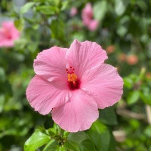 Meet your Posher, Swe